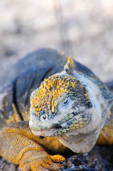 Iguana Las Islas Galápagos Hábitat Natural —  Fotos de Stock