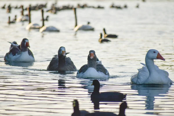 Grupo Gansos Otras Aves Acuáticas Lago Regatas Buenos Aires — Foto de Stock