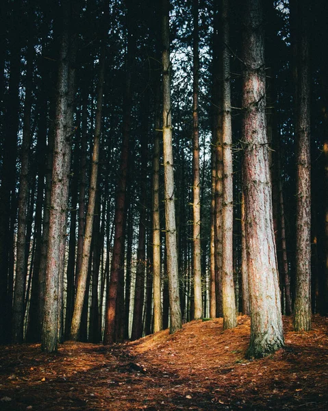 Вертикальный Снимок Высоких Деревьев Лесу — стоковое фото