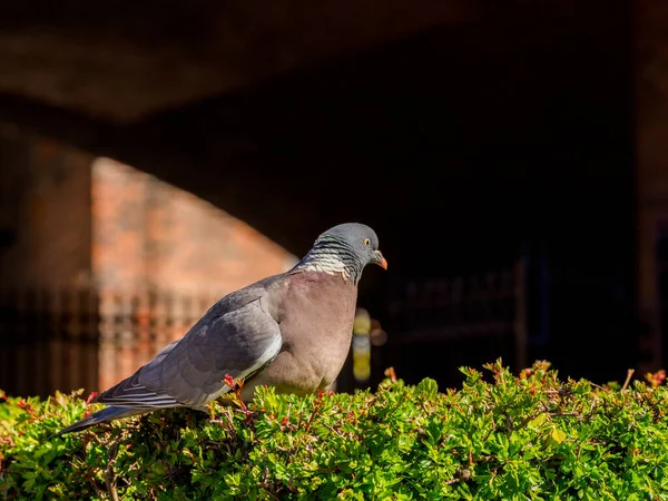 Fågeln Satt Häcken Solduvan — Stockfoto