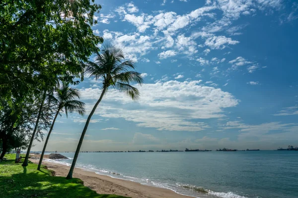 Pohon Palem East Coast Park Singapura Pantai Tropis Hari Yang — Stok Foto