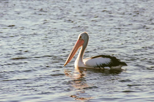 Один Большой Белый Пеликан Плавает Море — стоковое фото
