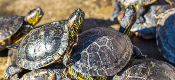 Een Hoge Hoek Opname Van Een Groep Van Schildpadden — Stockfoto