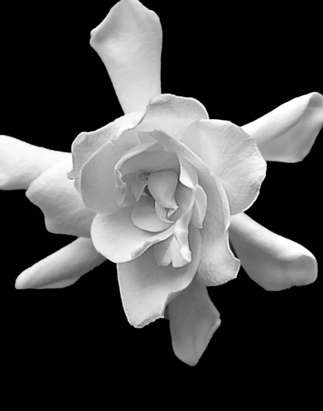 A closeup of white gardenia flower isolated on a black background