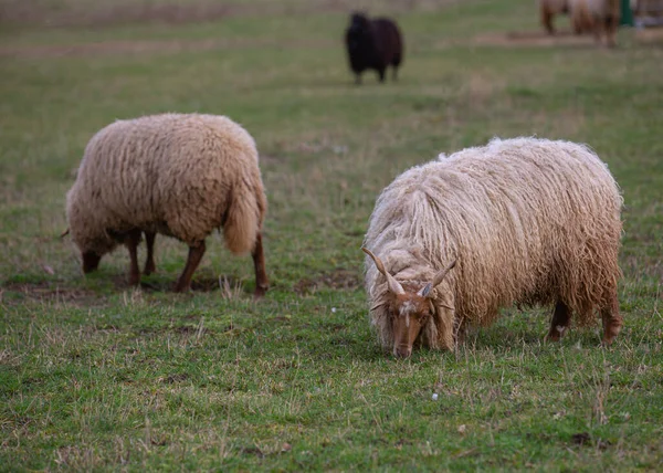 Zwei Schafe Mit Hörnern Racka Schafe Ovis Weiden Auf Einer — Stockfoto