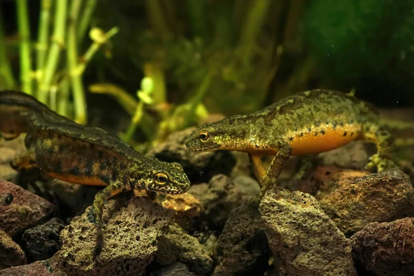 Active Tail Fanning Carpathian Newt Lissotriton Montandi Trying Attract Female — Stock Photo, Image