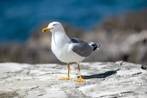 Closeup Shot Seagull Rock — Stock Photo, Image