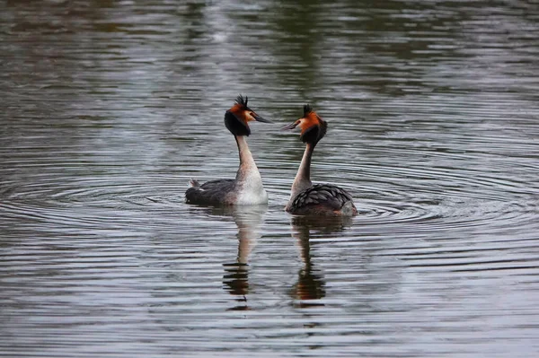 Couple Great Grebes Swim Lake Surface Love Courtships Very Contrasting — Stock Photo, Image