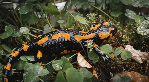 黄黑色相间的成年火蜥蜴 Salamandra Salamandra 栖息在三叶草中 — 图库照片