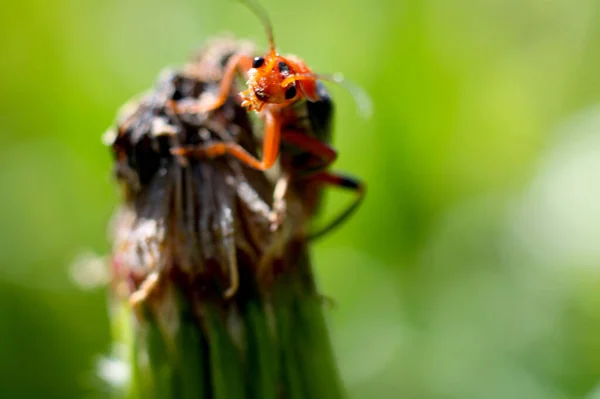 Een Macro Van Een Rode Parasiet Een Plant Starend Naar — Stockfoto