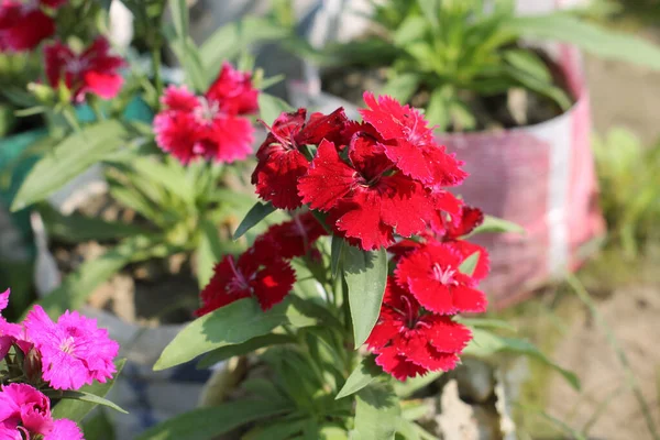 Primer Plano Flores Clavel Color Rojo Brillante Una Olla — Foto de Stock