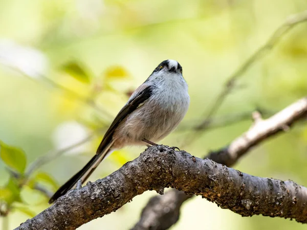 Long Tailed Tit Perched Tree Branch — Stock Photo, Image