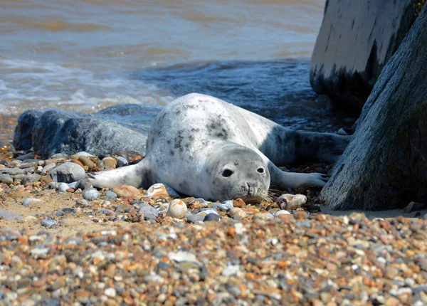 Nahaufnahme Eines Seelöwen Strand — Stockfoto