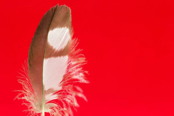 Primer Plano Una Pluma Marrón Blanca Medio Rasgada Sobre Fondo — Foto de Stock