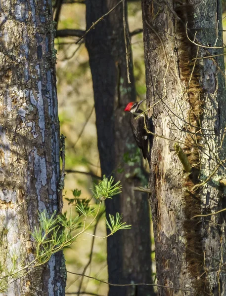 Schöne Aufnahme Eines Spechts Auf Einem Baumstamm Wald — Stockfoto