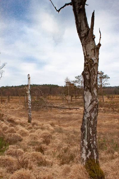 Çayırdaki Çıplak Kesiklerin Dikey Görüntüsü Hasar Görmüş Devrilmiş Ağaçlar — Stok fotoğraf