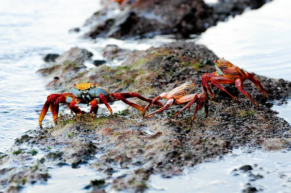 Vermelho Colorido Caranguejos Sally Lightfoot Ilhas Galápagos — Fotografia de Stock