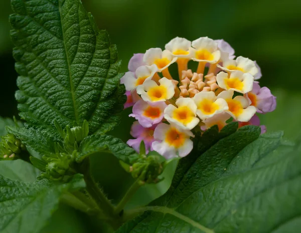 Bela Flor Lantana Multicolorida Florescendo Jardim — Fotografia de Stock