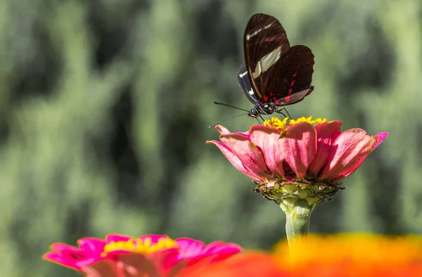 Primer Plano Una Mariposa Negra Sobre Una Flor Rosa — Foto de Stock