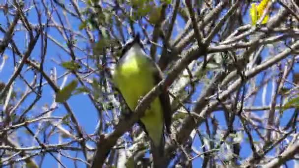 Closeup Shot Great Kiskadee Bird Perched Branch Moving Wind Sunny — Stock Video