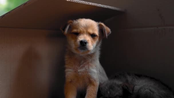 かわいい捨てられた子犬箱の中の屋外 — ストック動画