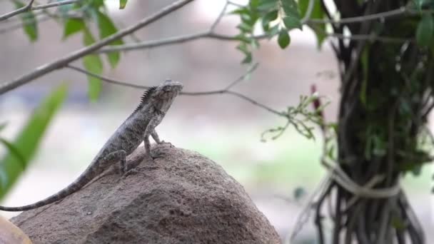 Close Retrato Jovem Lagarto — Vídeo de Stock