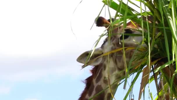 Крупным Планом Молодого Красивого Жирафа — стоковое видео