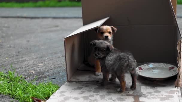 Lindo Abandonado Cachorros Caja Aire Libre — Vídeos de Stock