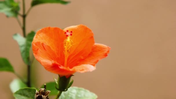 Κοντινό Πλάνο Των Όμορφων Ανθισμένων Λουλουδιών — Αρχείο Βίντεο