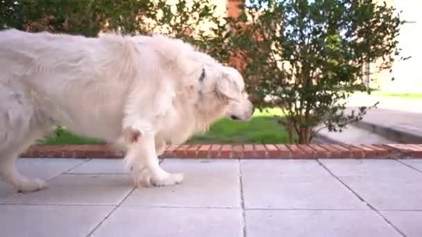 Lindo Perro Blanco Paseando Aire Libre Gato Mascota Parque Jardín — Vídeos de Stock