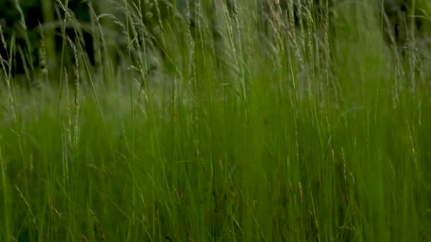 Hierba Verde Con Gotas Rocío — Vídeos de Stock