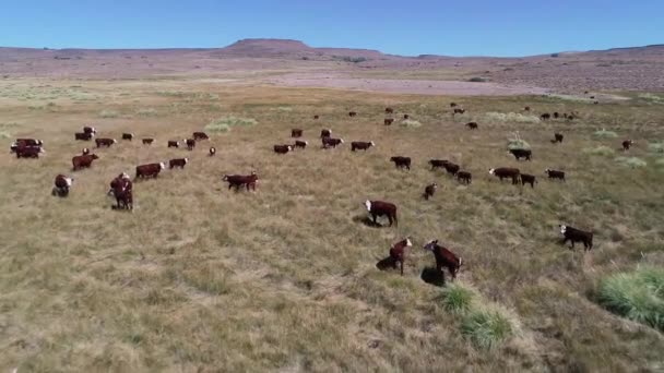 Een Kudde Paarden Een Boerderij Utah — Stockvideo