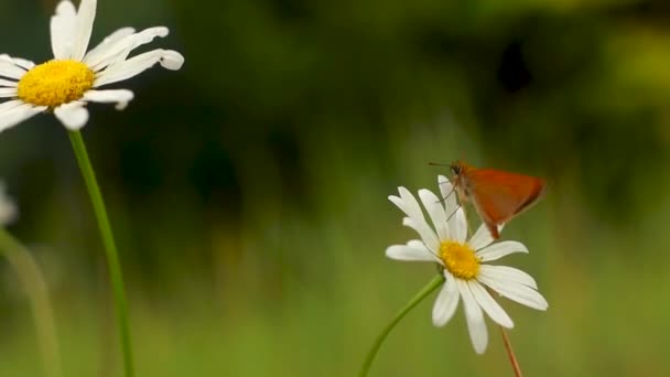 美丽的蝴蝶在花朵上 — 图库视频影像