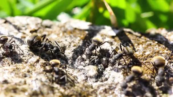 Vista Próxima Formigas Chão Dia Ensolarado — Vídeo de Stock