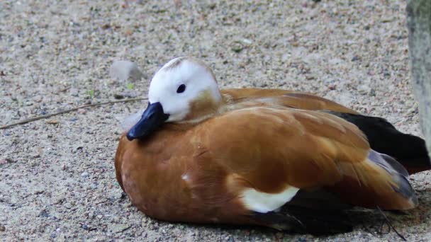 Primo Piano Bellissimo Uccello — Video Stock