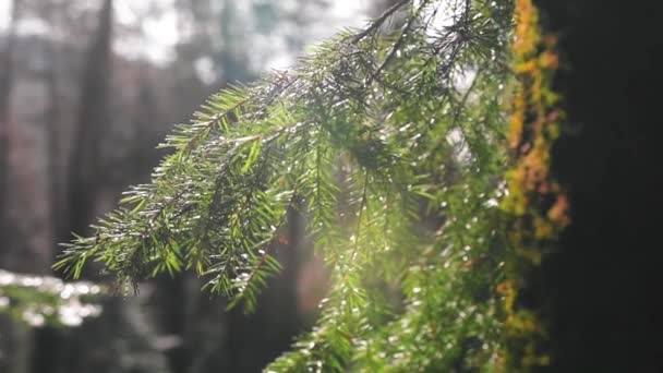 Prachtig Bos Natuur Achtergrond — Stockvideo