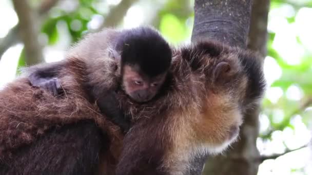 Крупным Планом Милого Орангутанга — стоковое видео