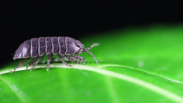 Insecto Hoja Verde Concepto Verano Vista Cercana — Vídeo de stock