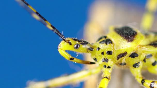 Primer Plano Del Insecto — Vídeos de Stock