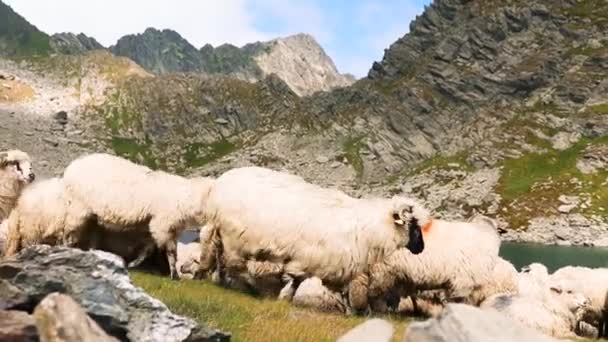 Pâturage Des Moutons Montagne — Video