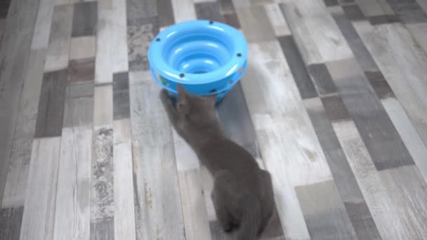 Vista Gato Lindo Jugando Con Juguete Suelo Habitación — Vídeos de Stock
