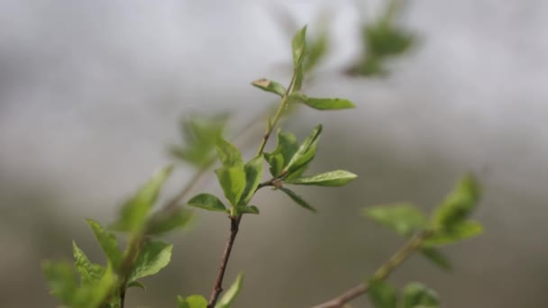 Zielone Liście Gałęzi Drzewa — Wideo stockowe