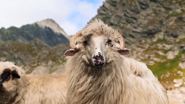 Pâturage Des Moutons Montagne — Video