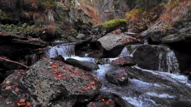 森林中美丽的瀑布 — 图库视频影像
