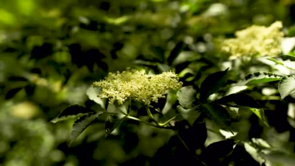 Hermoso Plano Botánico Fondo Pantalla Natural — Vídeos de Stock