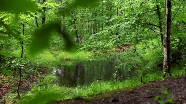 Bosque Verde Por Mañana — Vídeos de Stock