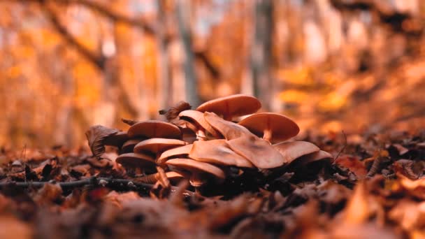 Sonbahar Ormanı Ağaçlar Bitki Örtüsü — Stok video