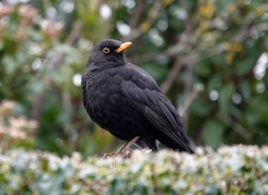 A closeup shot of a common blackbird clipart