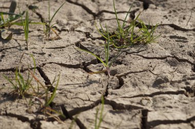 An eroded farmland in Frankfurt, Germany. After a short rain, the drought returns. Climate change is challenging agriculture. clipart