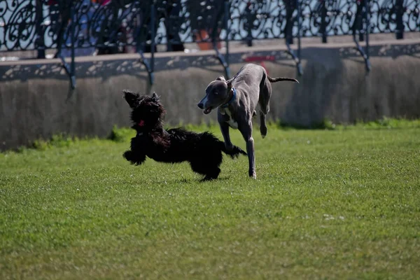 Galgo Negro Terrier Escocés Negro Corriendo Jugando Campo Verde —  Fotos de Stock